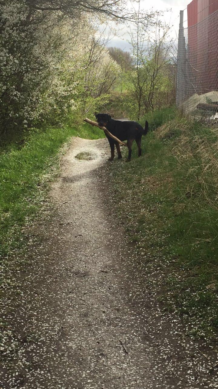 Rottweiler Ejler billede 21