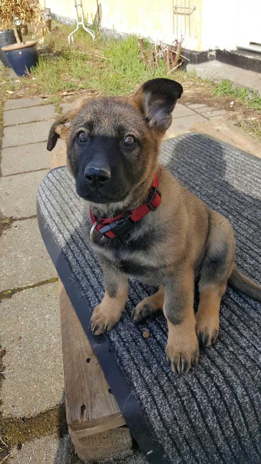 Schæferhund Bessie billede 1