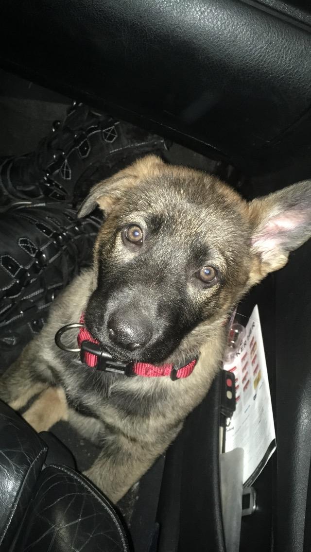 Schæferhund Bessie billede 2