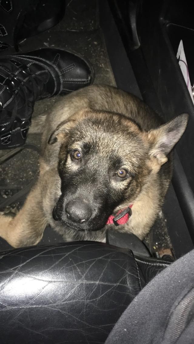 Schæferhund Bessie billede 4