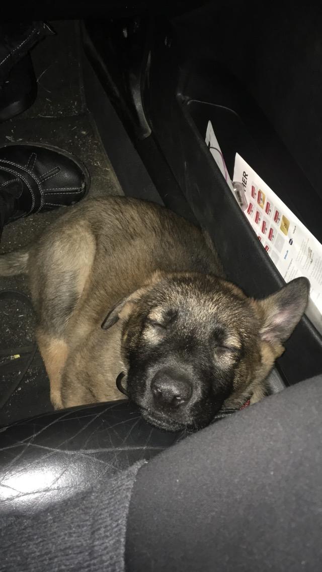 Schæferhund Bessie billede 3