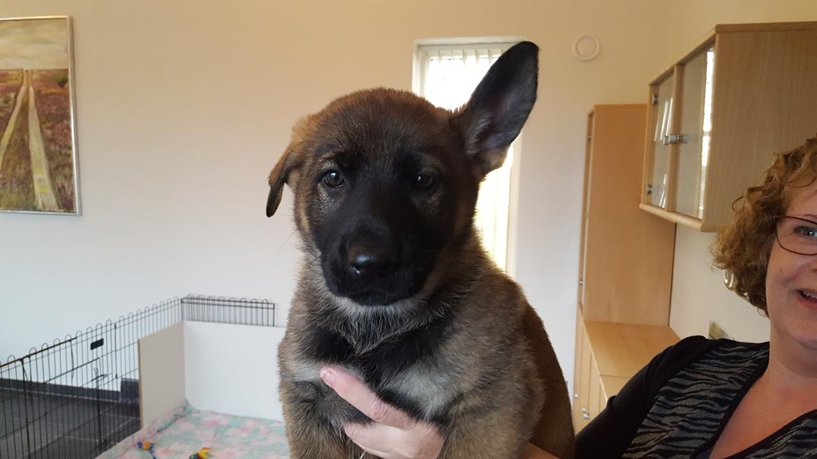 Schæferhund Bessie billede 5