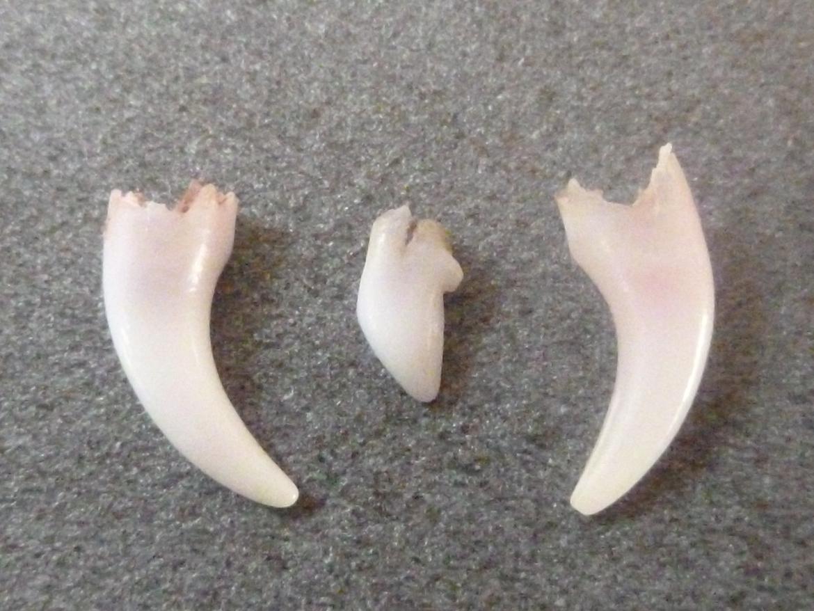 Coton de tulear King - Nåede at få 2 hjørnetænder og 1 fortand billede 18