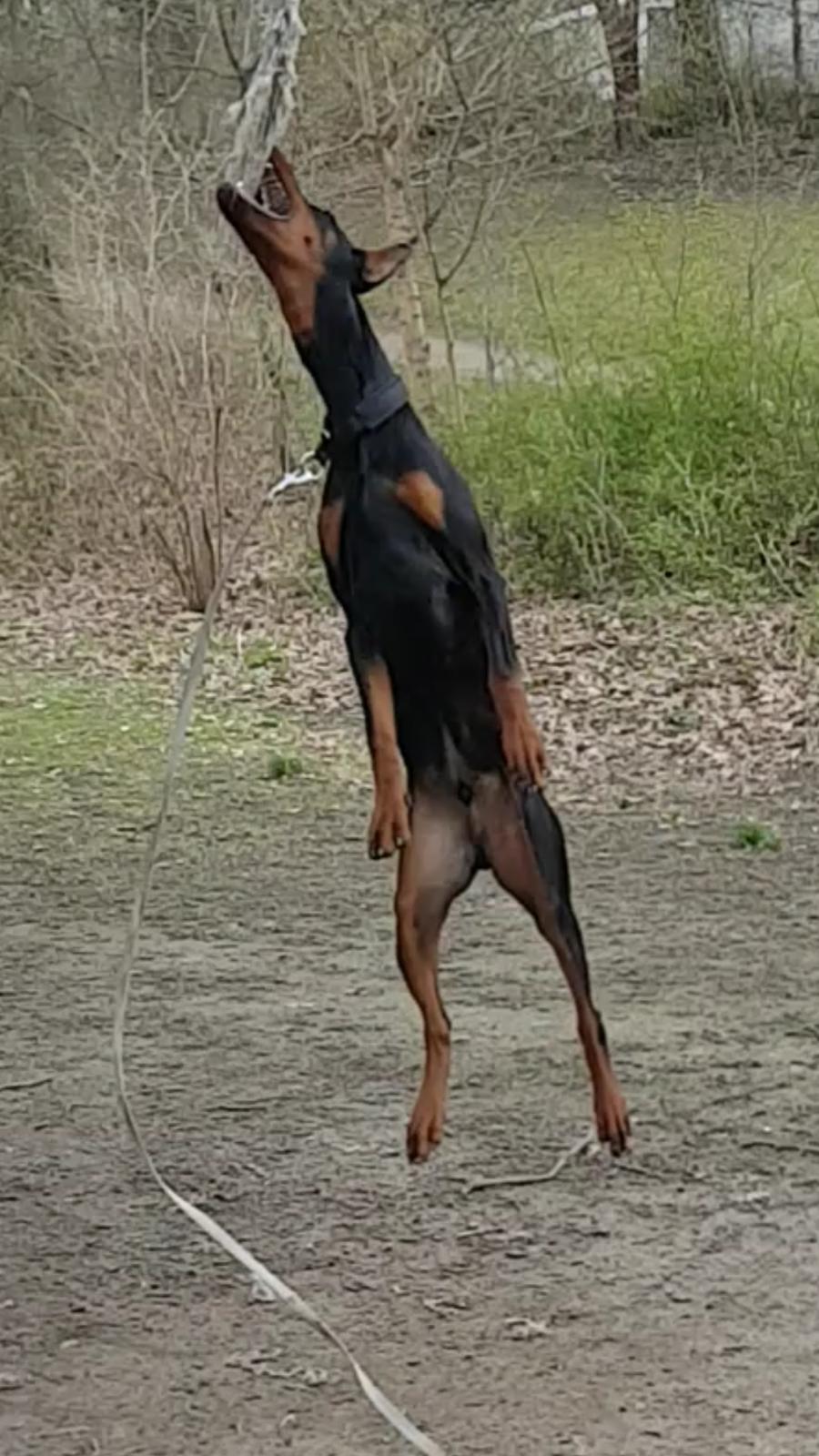 Dobermann Maestro Nero Di Altobello (Snoop) billede 16