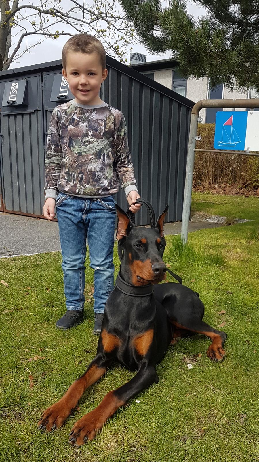 Dobermann Maestro Nero Di Altobello (Snoop) billede 18