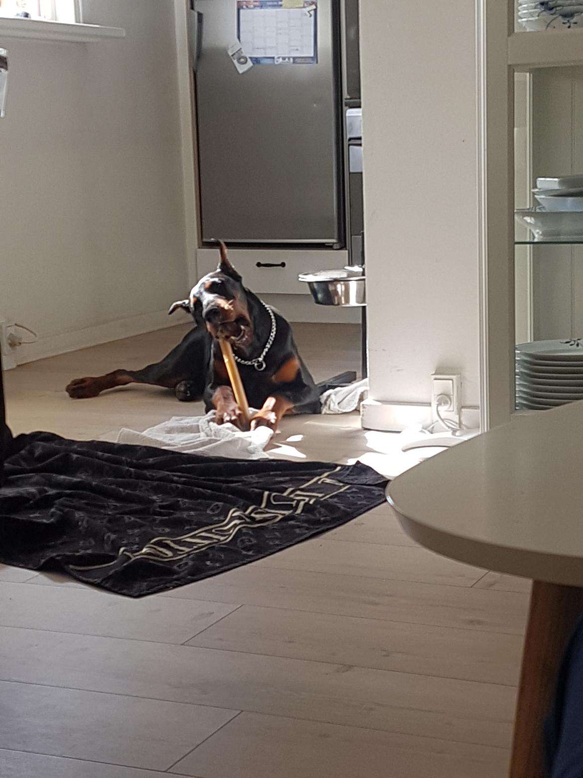 Dobermann Maestro Nero Di Altobello (Snoop) billede 19