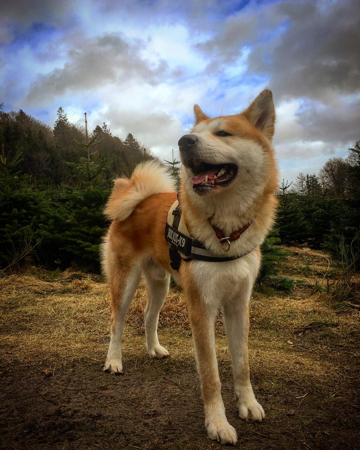 Akita inu Akihiko billede 19