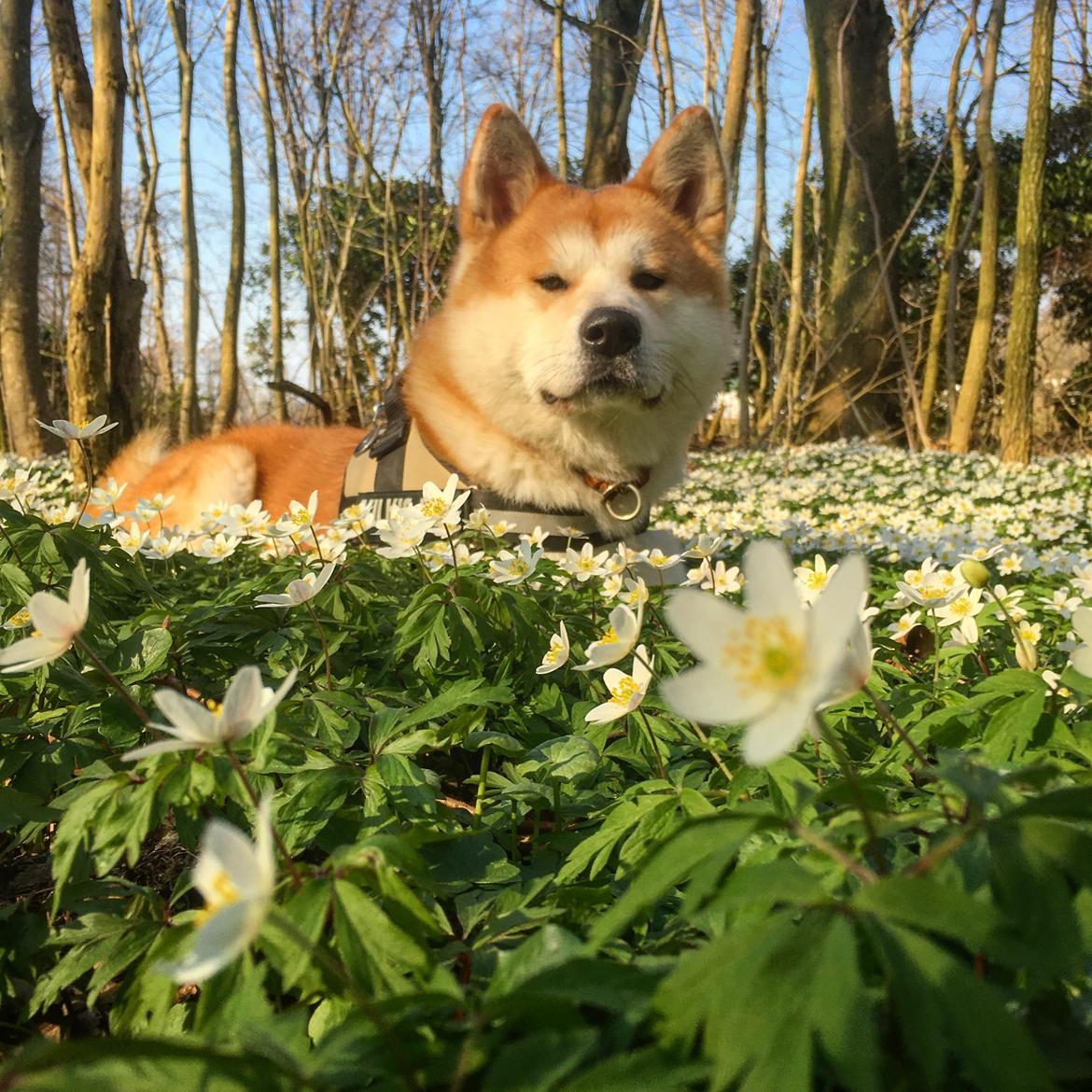 Akita inu Akihiko billede 21