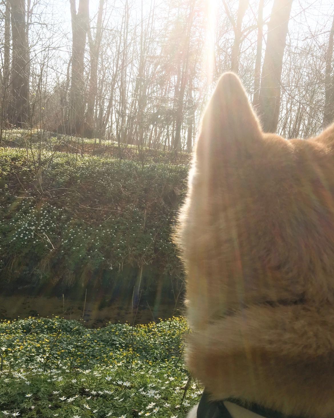 Akita inu Akihiko billede 22