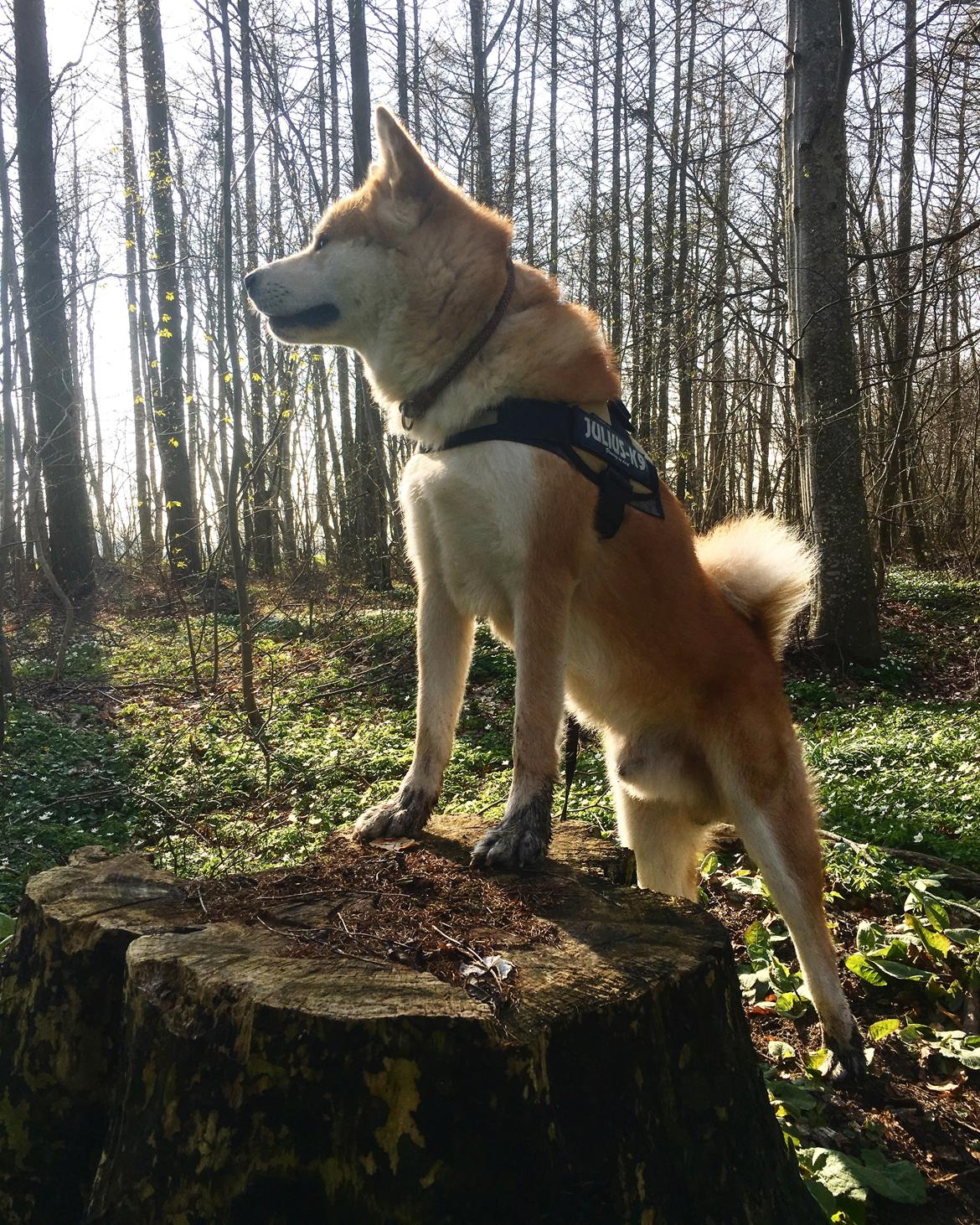 Akita inu Akihiko billede 23