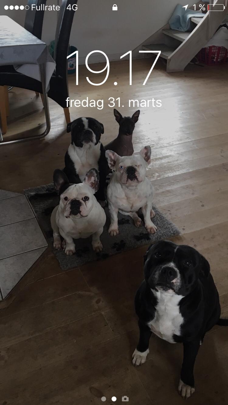 Staffordshire bull terrier Cato aka Bassemand billede 2