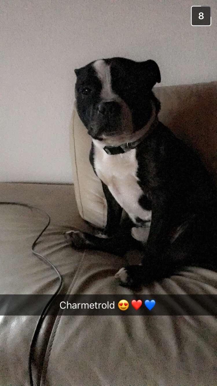 Staffordshire bull terrier Cato aka Bassemand billede 3