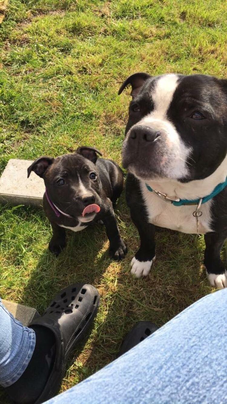 Staffordshire bull terrier Cato aka Bassemand billede 1