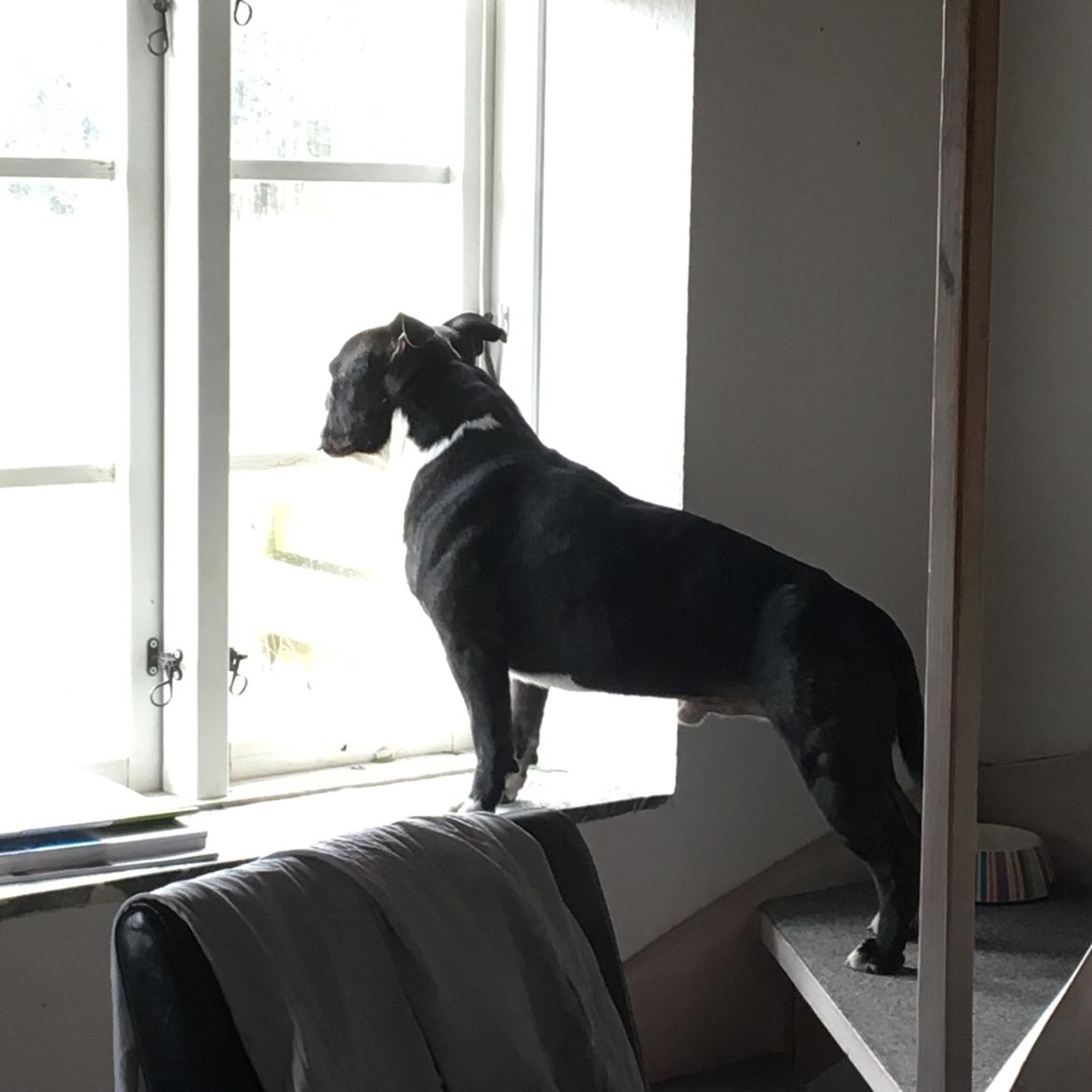 Staffordshire bull terrier Cato aka Bassemand billede 4