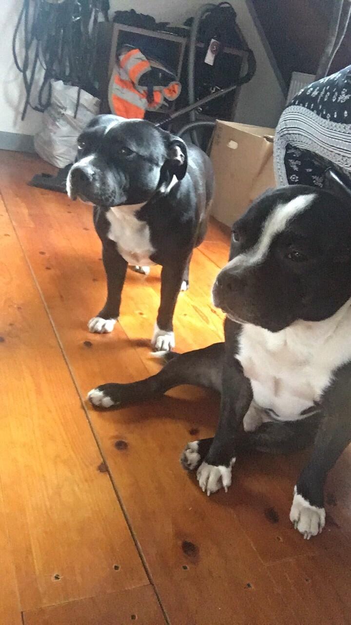 Staffordshire bull terrier Cato aka Bassemand billede 5