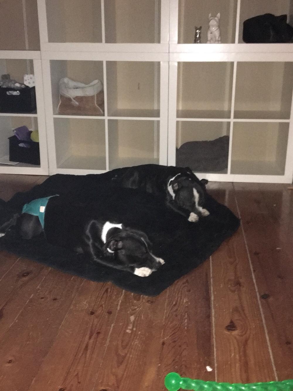 Staffordshire bull terrier Cato aka Bassemand billede 6