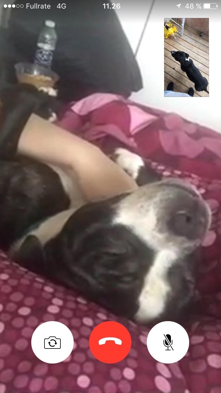 Staffordshire bull terrier Cato aka Bassemand billede 8