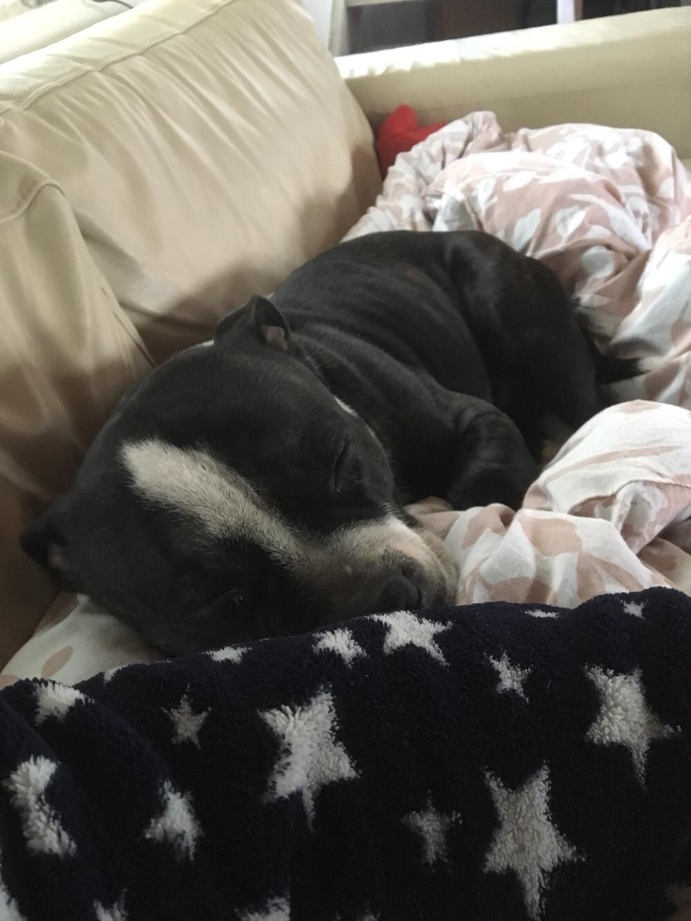 Staffordshire bull terrier Cato aka Bassemand billede 7