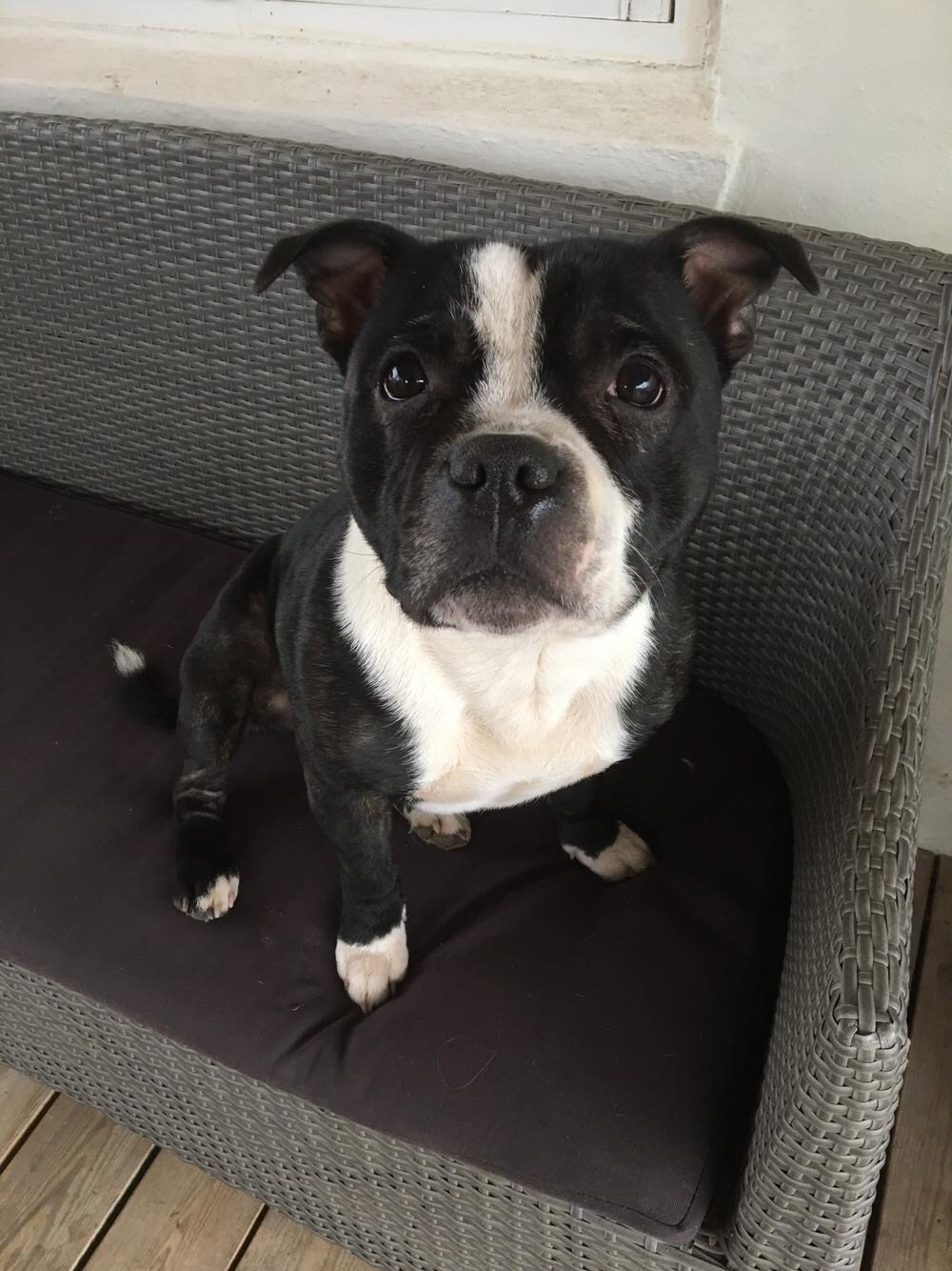 Staffordshire bull terrier Cato aka Bassemand billede 9