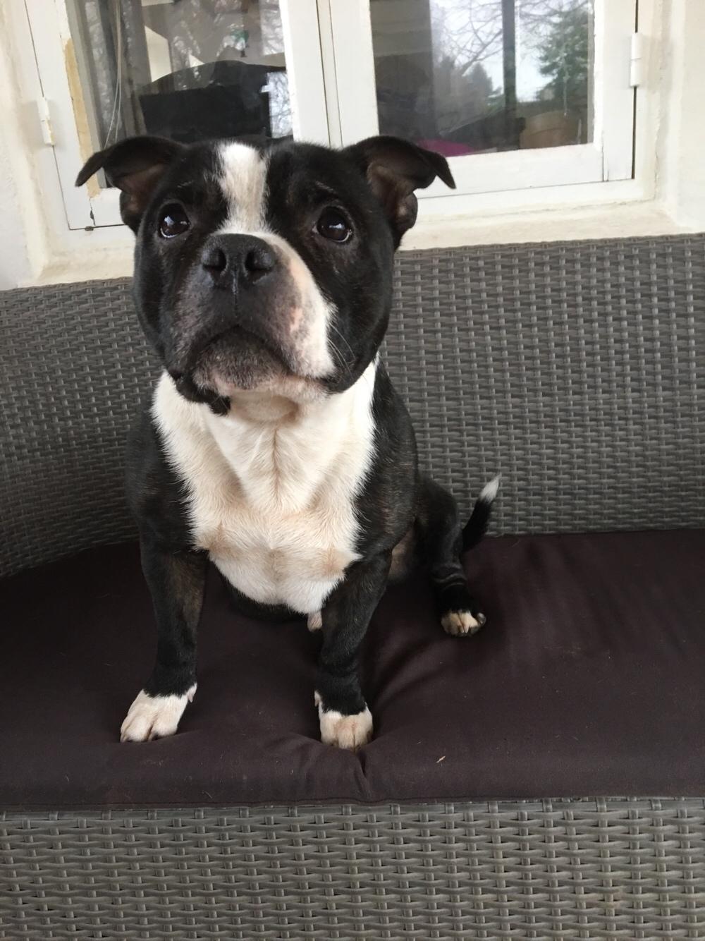 Staffordshire bull terrier Cato aka Bassemand billede 10