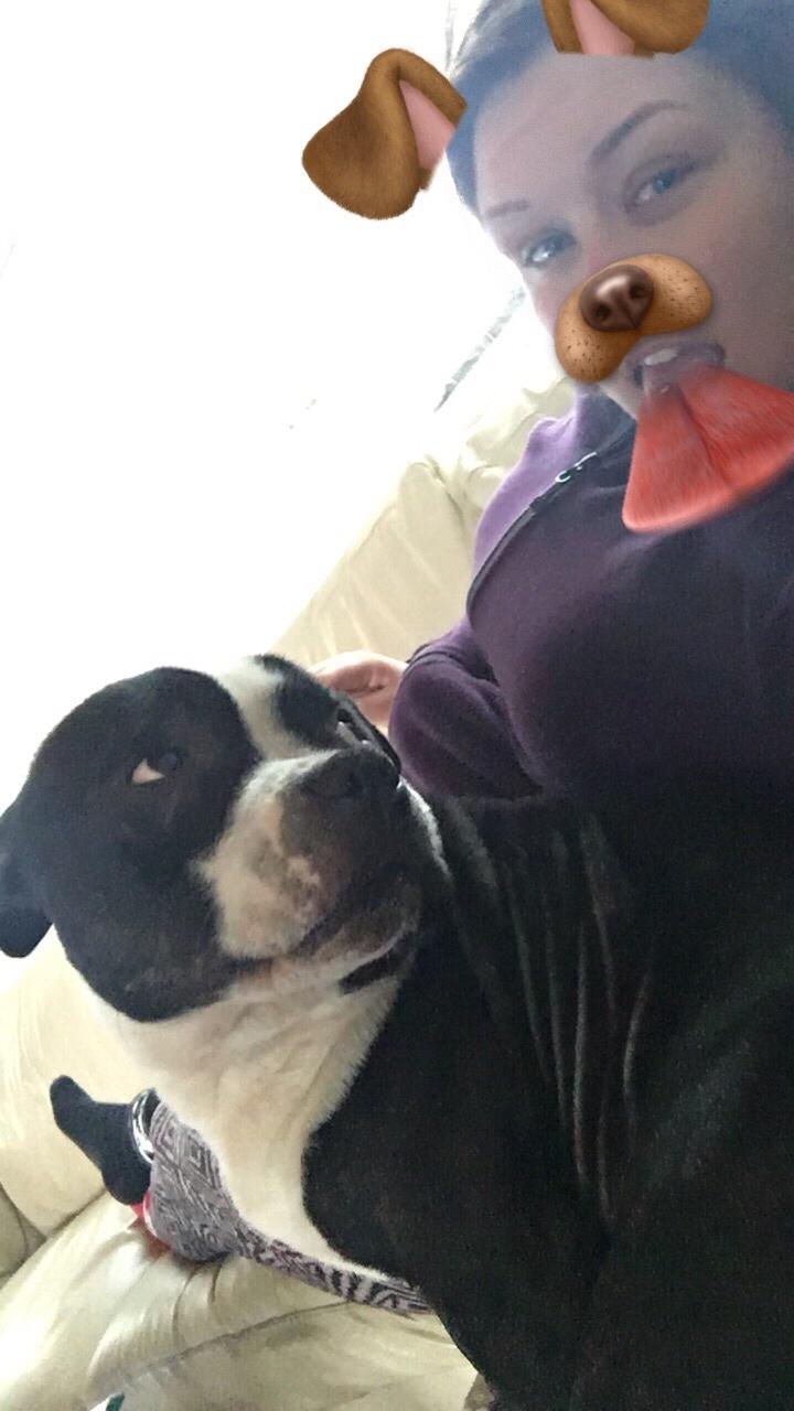 Staffordshire bull terrier Cato aka Bassemand billede 12