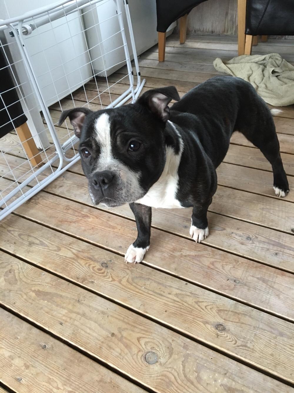 Staffordshire bull terrier Cato aka Bassemand billede 11