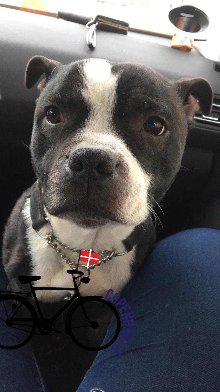 Staffordshire bull terrier Cato aka Bassemand billede 13