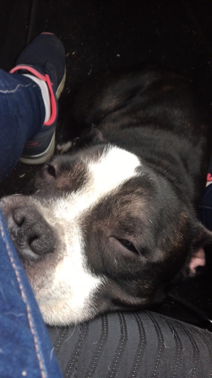 Staffordshire bull terrier Cato aka Bassemand billede 14