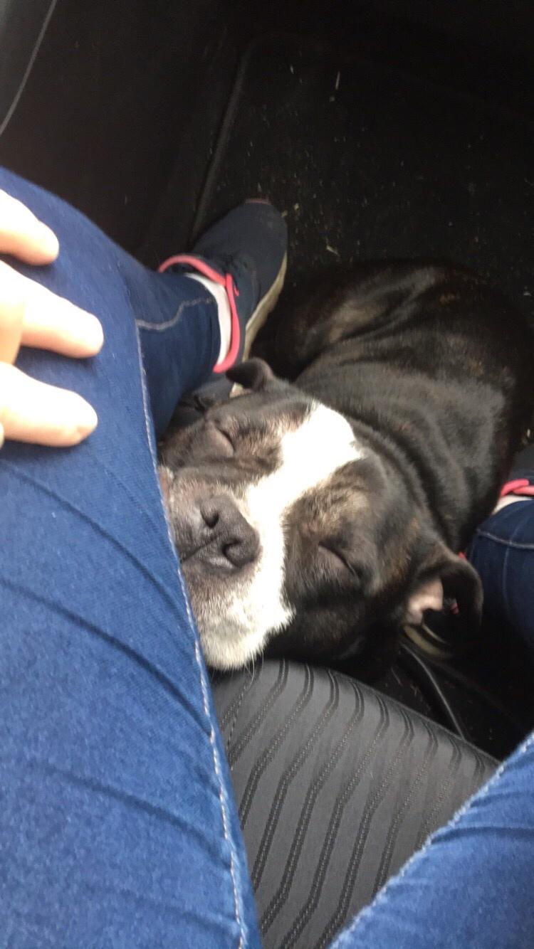 Staffordshire bull terrier Cato aka Bassemand billede 15