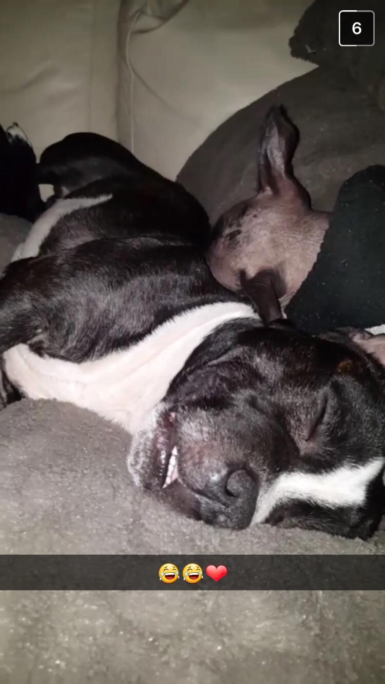 Staffordshire bull terrier Cato aka Bassemand billede 16