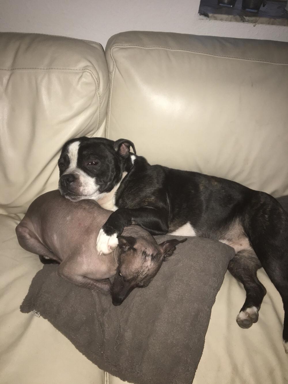 Staffordshire bull terrier Cato aka Bassemand billede 17