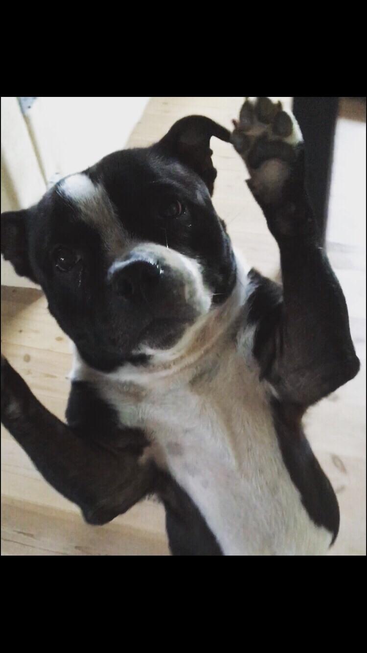 Staffordshire bull terrier Cato aka Bassemand billede 19