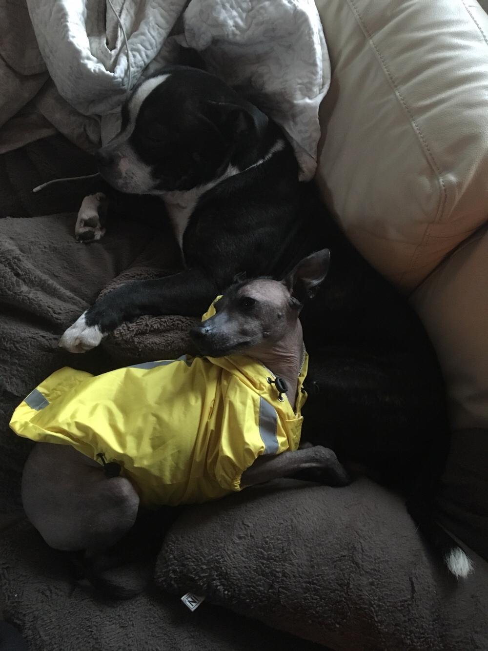 Staffordshire bull terrier Cato aka Bassemand billede 18