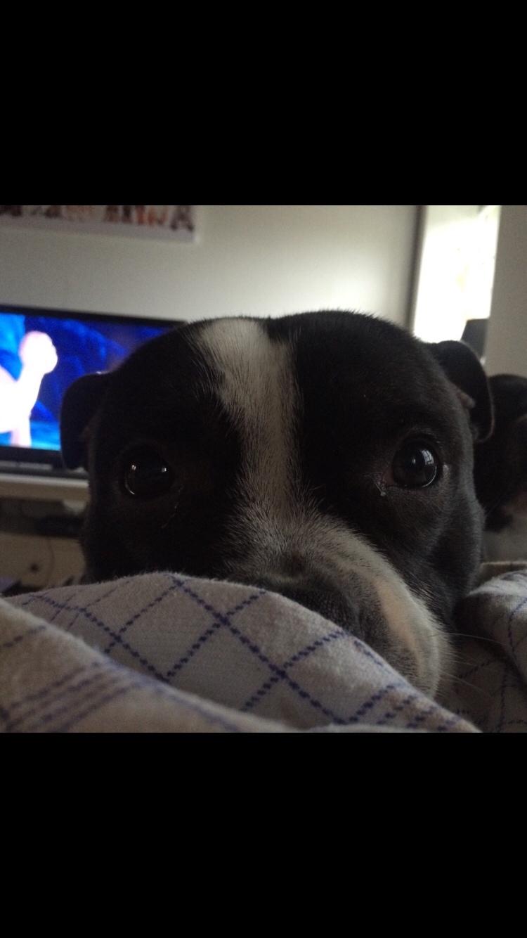 Staffordshire bull terrier Cato aka Bassemand billede 21