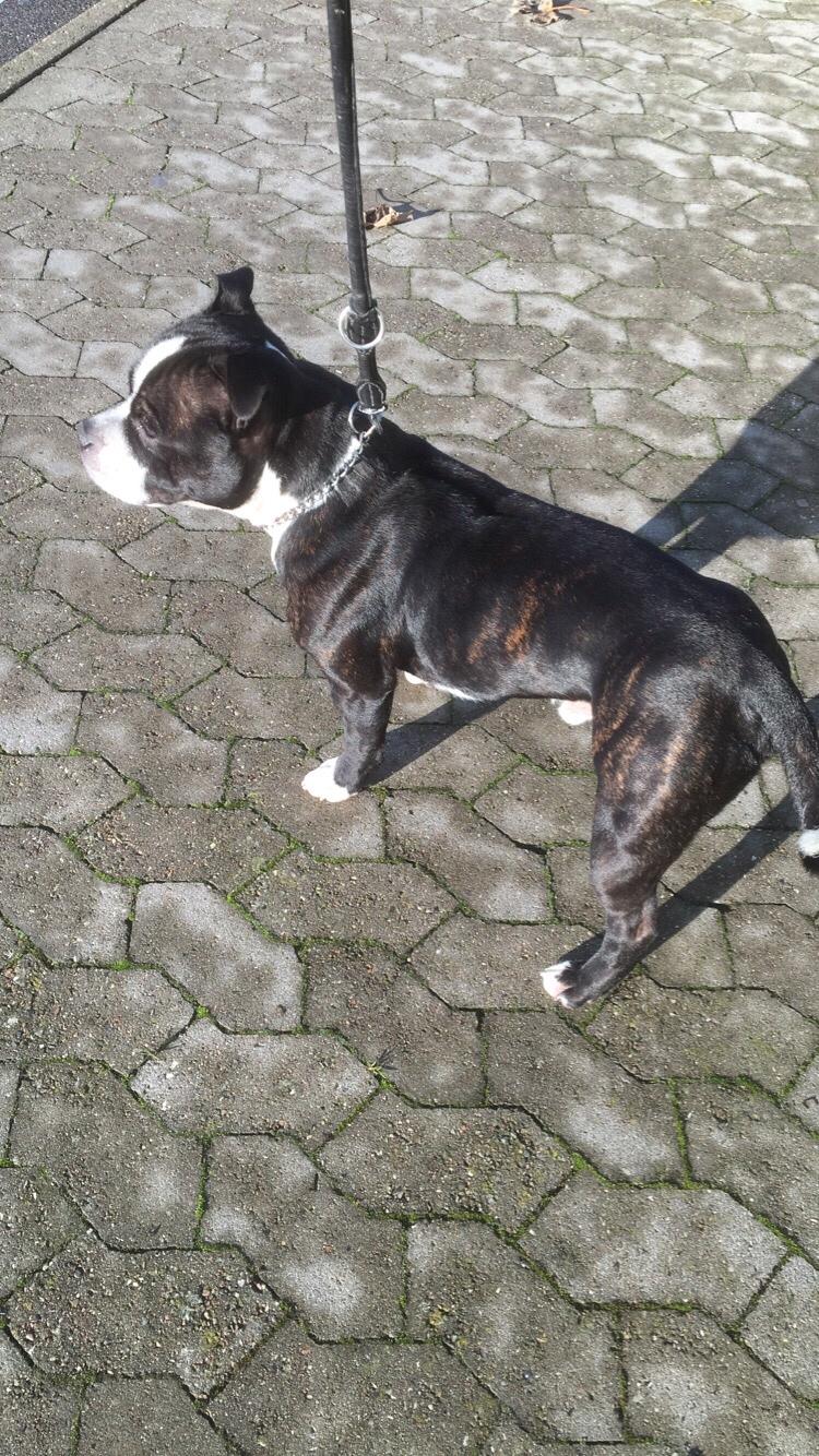 Staffordshire bull terrier Cato aka Bassemand billede 20