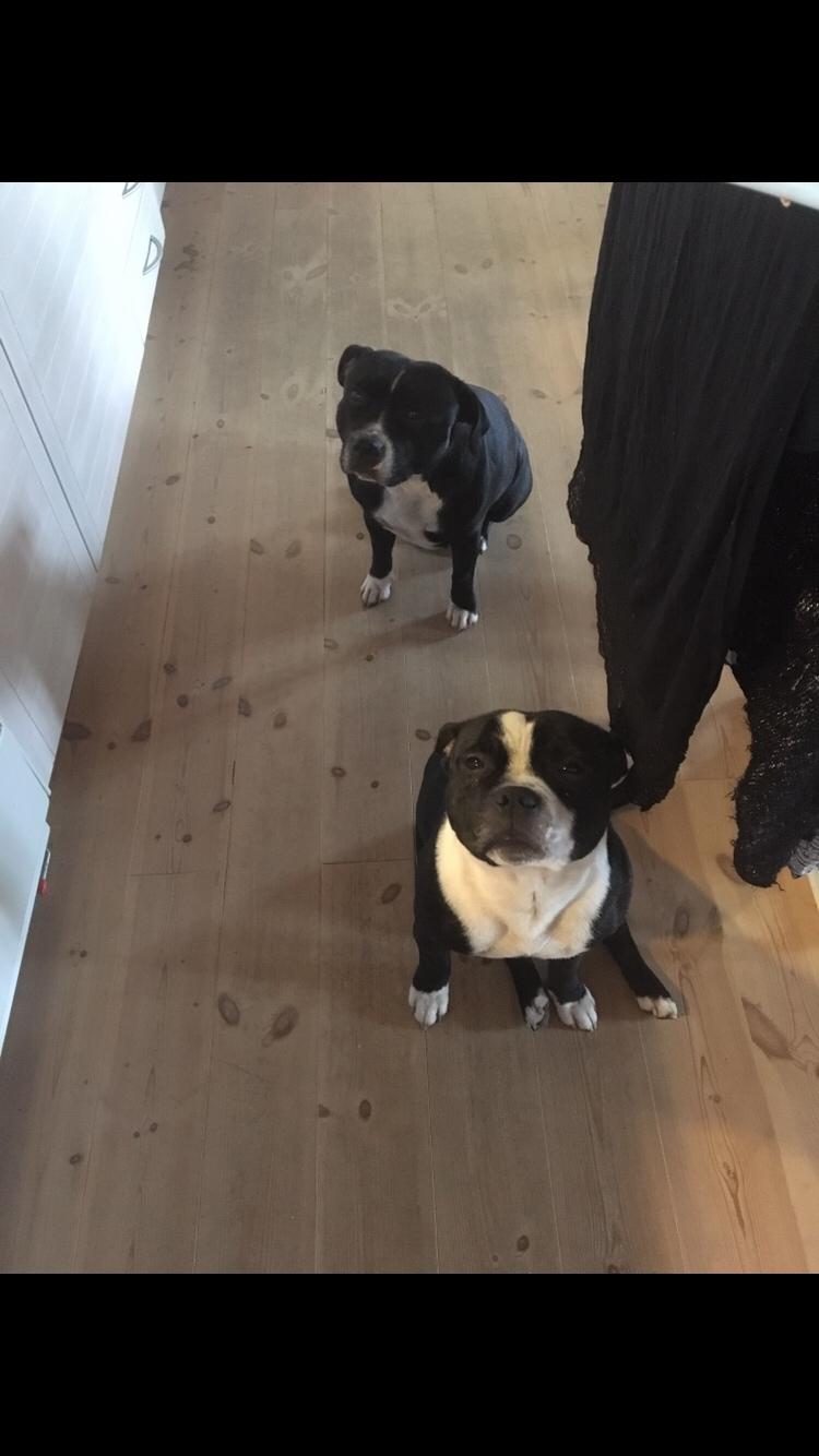 Staffordshire bull terrier Cato aka Bassemand billede 22