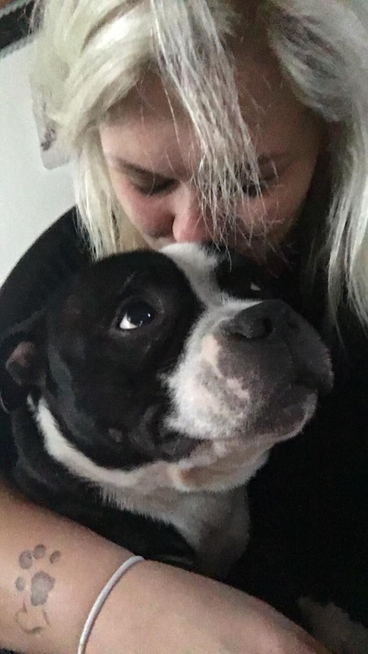 Staffordshire bull terrier Cato aka Bassemand billede 23