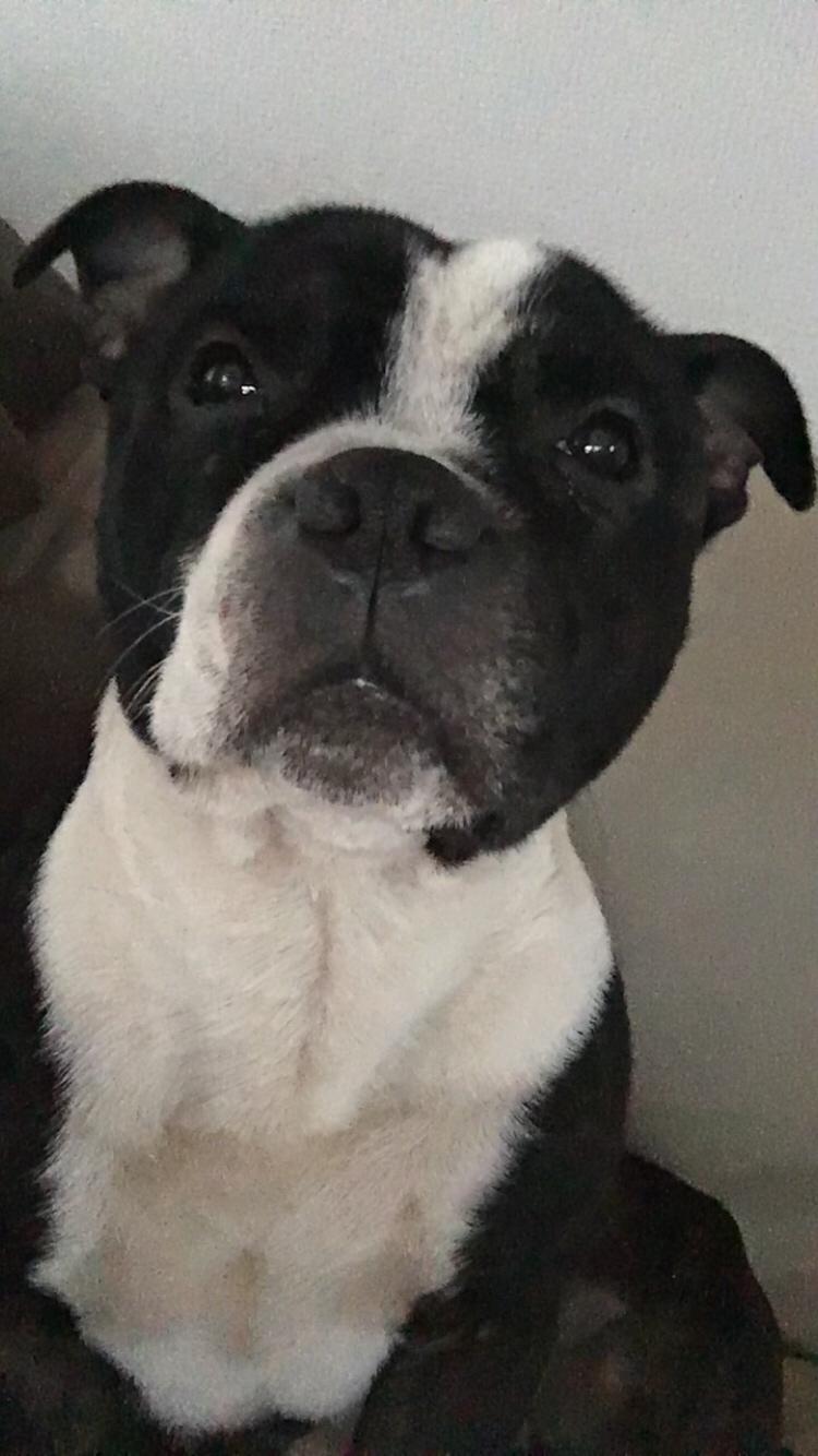 Staffordshire bull terrier Cato aka Bassemand billede 24