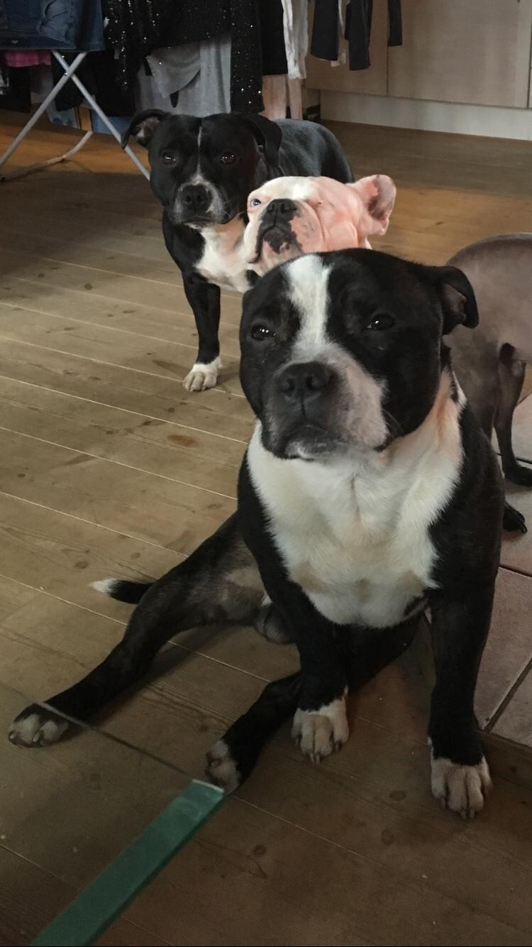 Staffordshire bull terrier Cato aka Bassemand billede 25