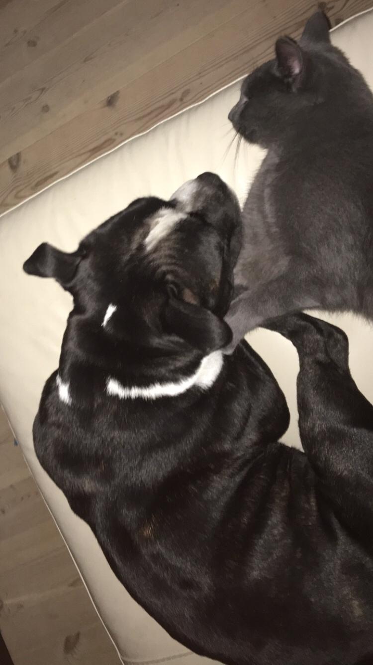 Staffordshire bull terrier Cato aka Bassemand billede 26