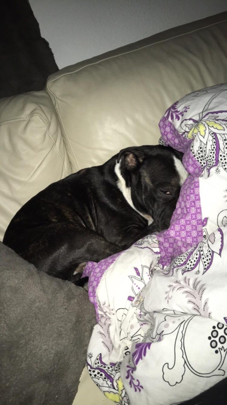 Staffordshire bull terrier Cato aka Bassemand billede 27