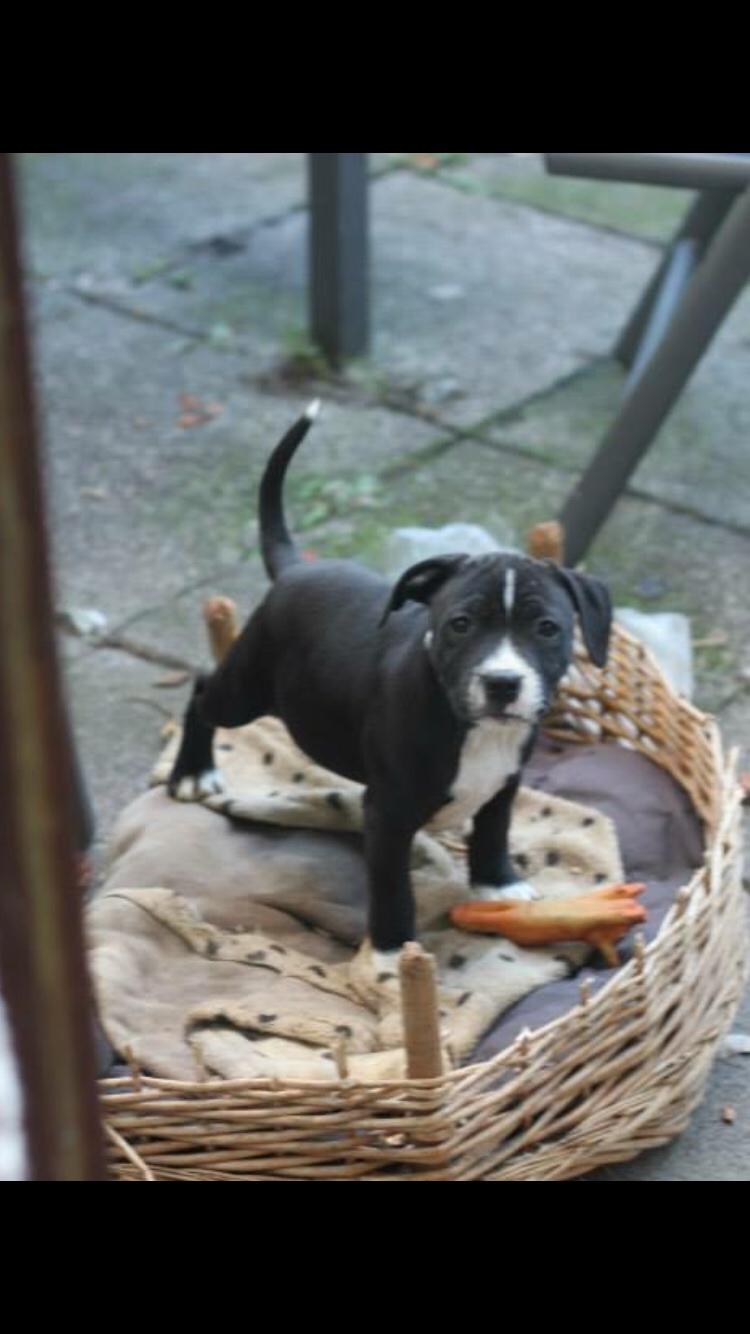 Staffordshire bull terrier Amazing Shark (Berta) billede 31