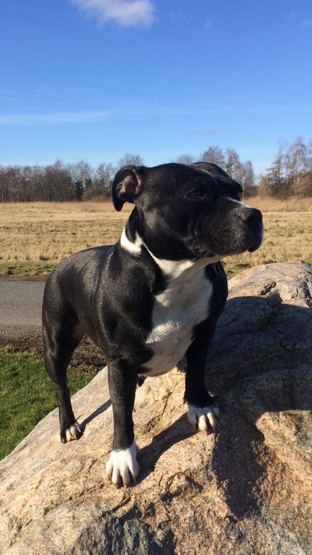 Staffordshire bull terrier Amazing Shark (Berta) billede 30