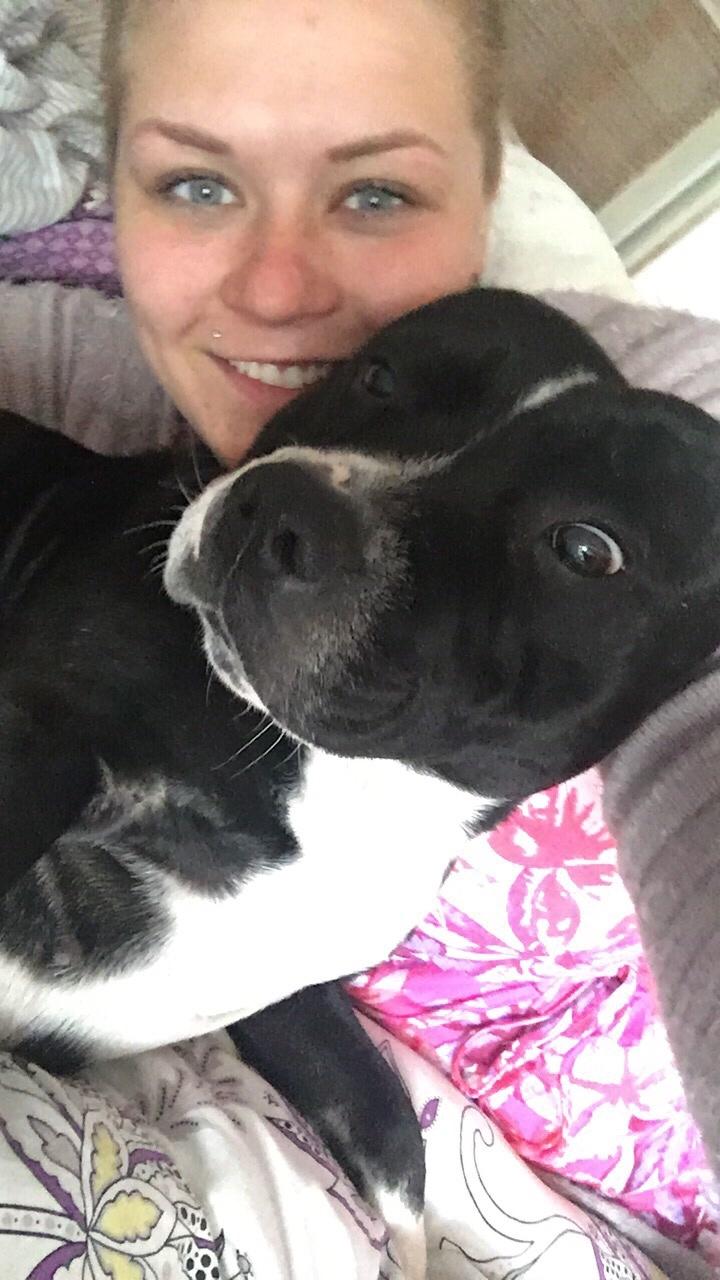 Staffordshire bull terrier Amazing Shark (Berta) billede 33