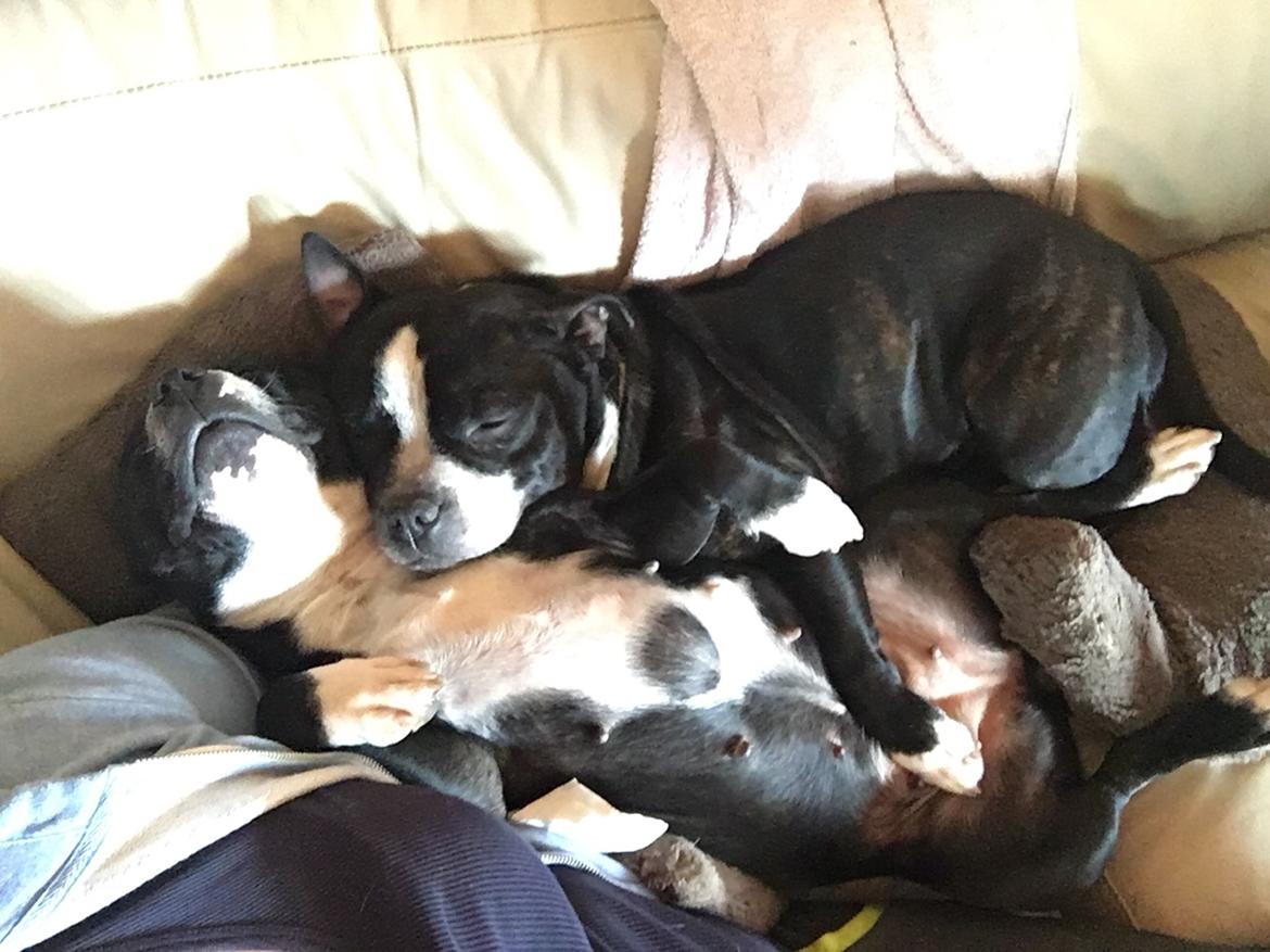 Staffordshire bull terrier Amazing Shark (Berta) billede 32