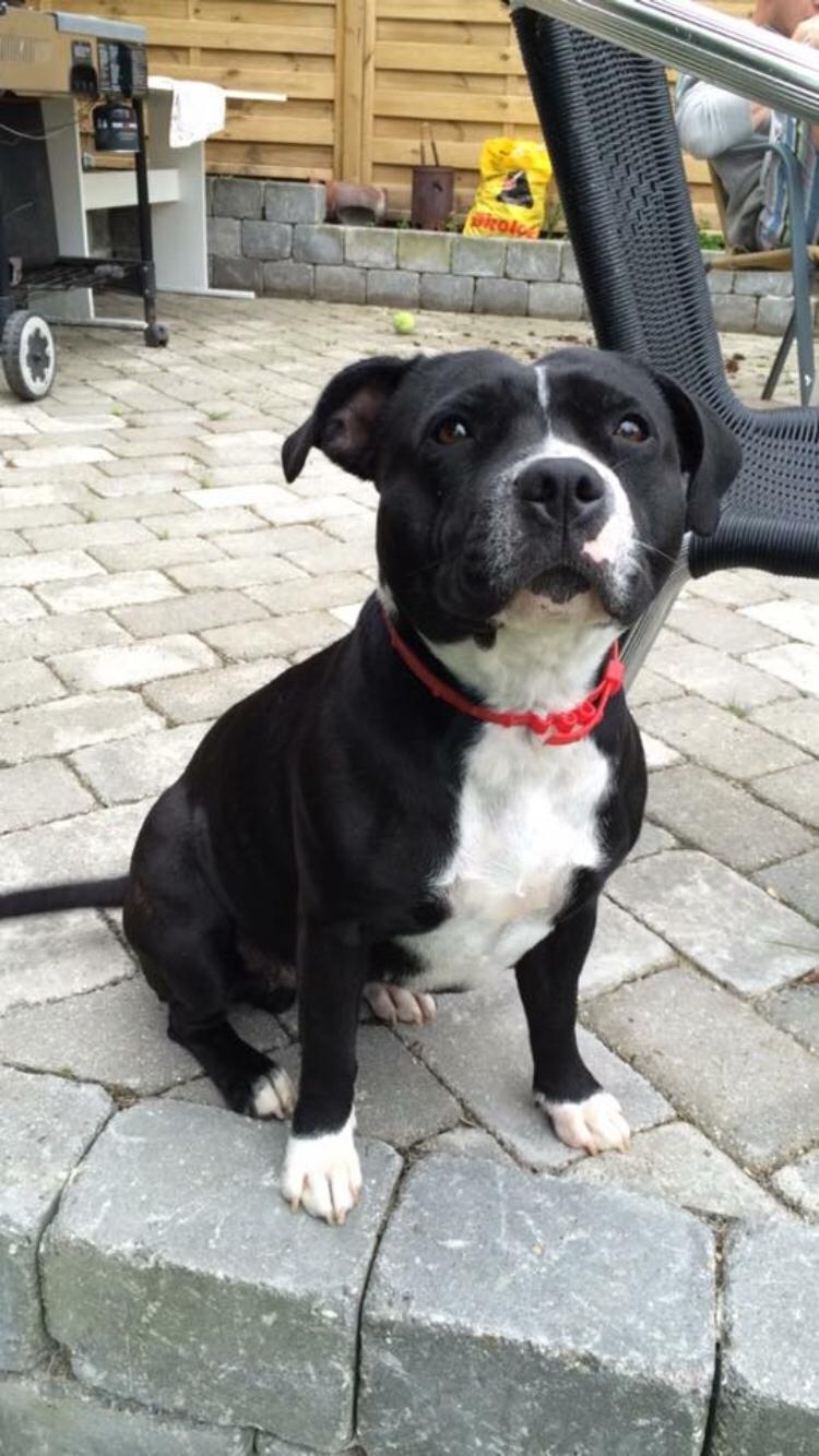 Staffordshire bull terrier Amazing Shark (Berta) billede 34