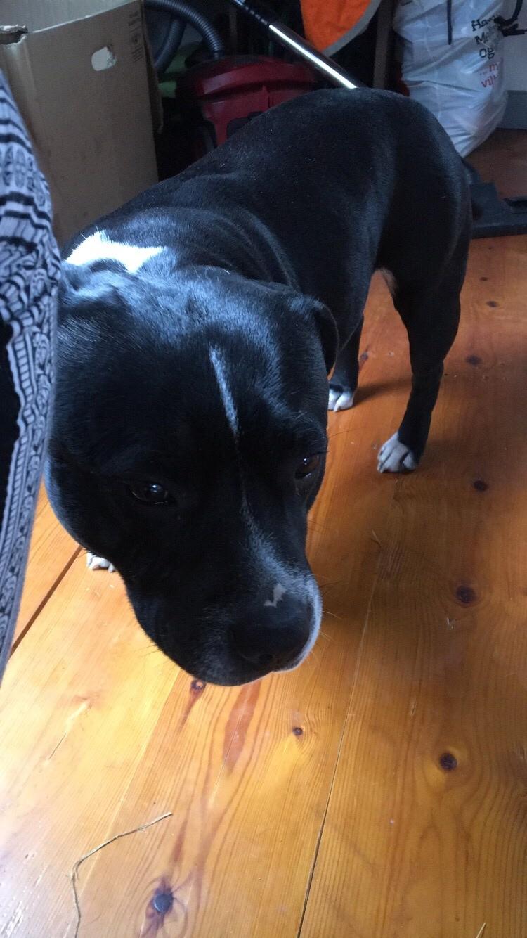 Staffordshire bull terrier Amazing Shark (Berta) billede 35