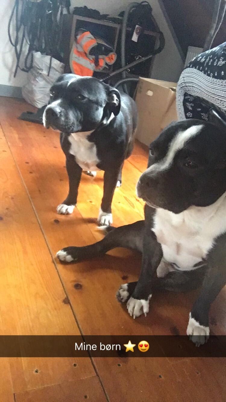 Staffordshire bull terrier Amazing Shark (Berta) billede 36