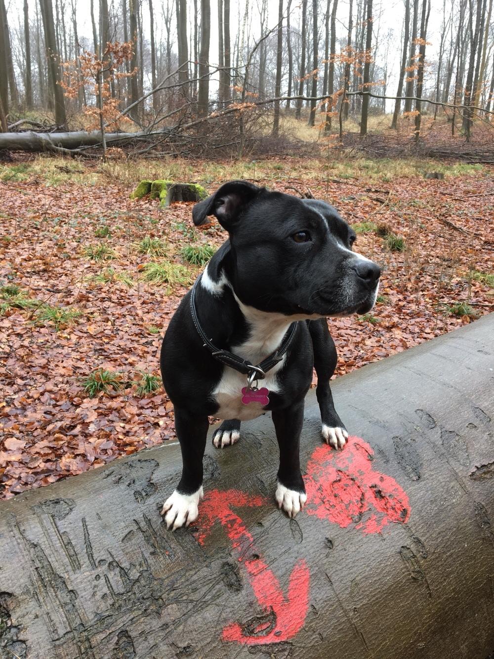 Staffordshire bull terrier Amazing Shark (Berta) billede 37