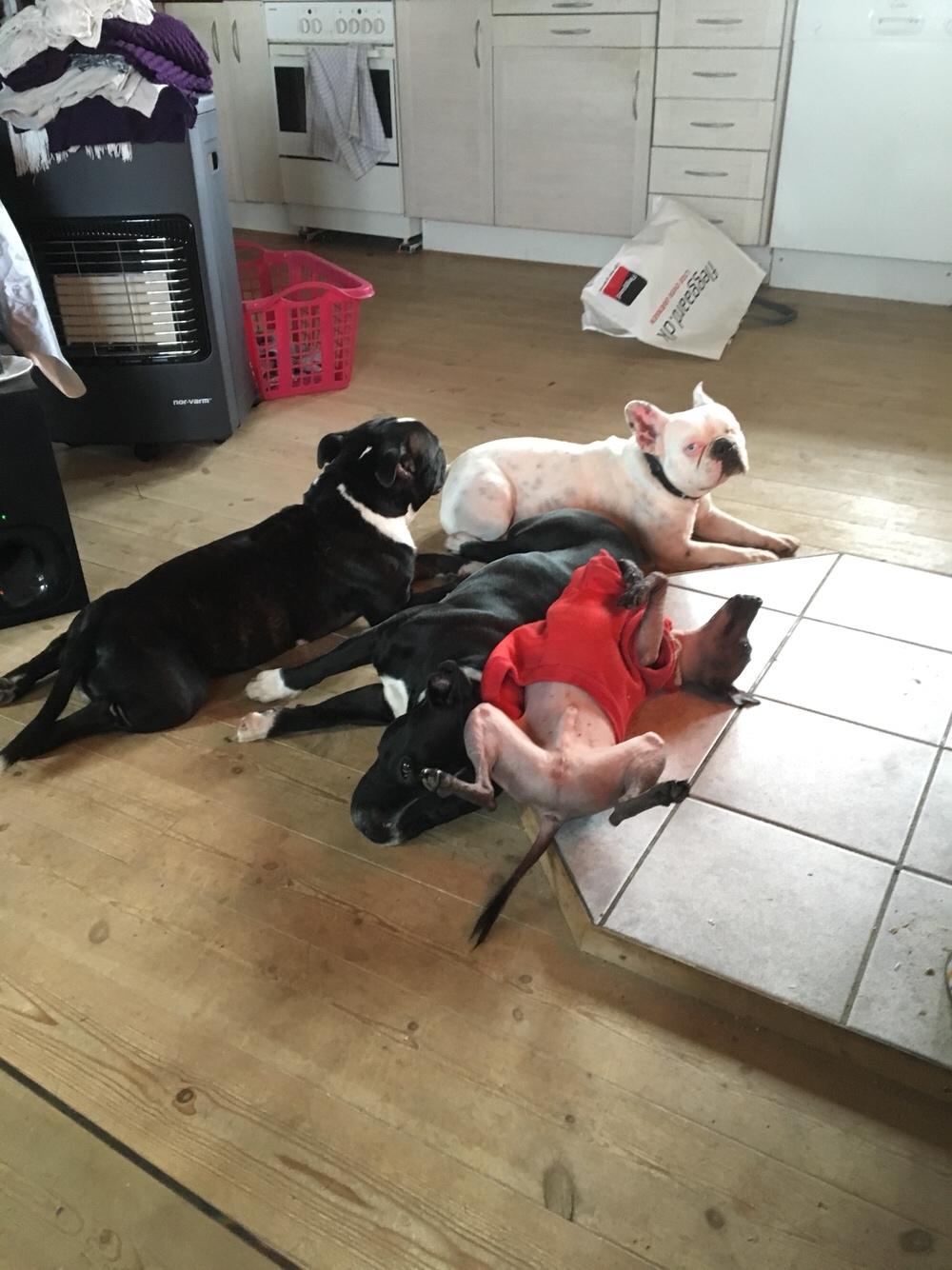 Staffordshire bull terrier Amazing Shark (Berta) billede 39